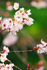 開花したばかりの桜の花