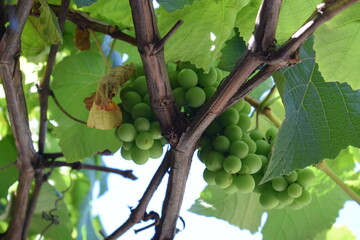 Uvas verdes naturales 