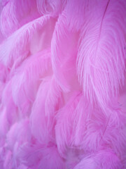 Obraz premium Pink Feathers