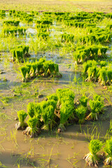 Rice seedlings in rice field.baby paddy.