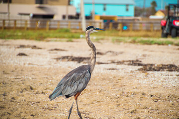 Great Blue Heron walking on beach with ocean grass
