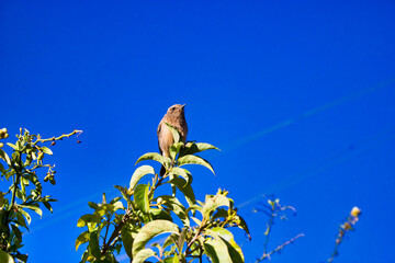 blue sky and yellow leaves