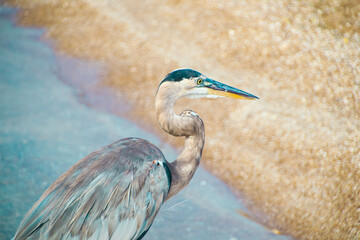Great Blue Heron walking on beach with ocean grass