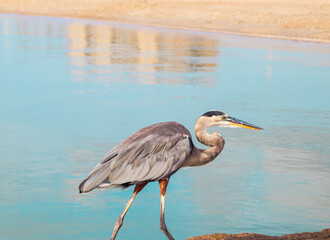 Great Blue Heron walking on fishing pier