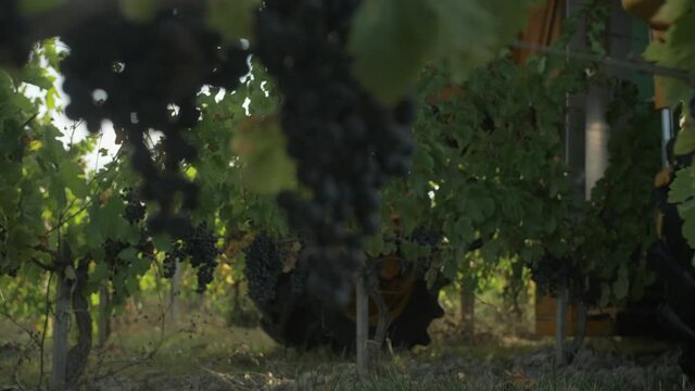 Filmed during harvesting in France 2020. The grapes are meant for wine. Filmed on the Panasonic GH5.