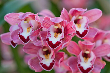 Boat Orchid (Cymbidium spp) in the garden.
Boat orchid flower in bloom.  The official residence of...