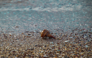 Hermit crab walking toward ocean wave