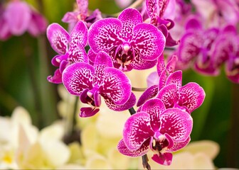 Fototapeta na wymiar Purple flowers Phalaenopsis orchid. Or moon orchid, moth orchid. Speckled pink. The official residence of Shilin in Taipei, Taiwan. March 2020.