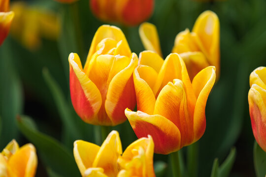 Tulip Princess Irene. A pleasant color combination of orange and yellow. The official residence of Shilin in Taipei, Taiwan. March 2020.