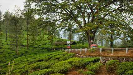 Tea Estate, Kerala