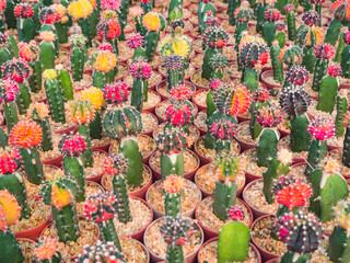 Fototapeta premium Varies of small colorful cactus grow on cultivation bowl in green house
