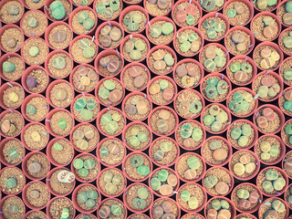 Small green cactus call Lithop in red cultivation bowl background - Vintage filter and color processing
