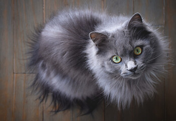 Fluffy gray cat sitting on wooden floor looking up into camera