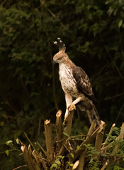 Hawk Standing On The Branch In The Forest