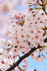 休日の行楽日和に愛でる桜