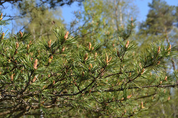 Spring flowering branches of pine covered with yellow pollen.