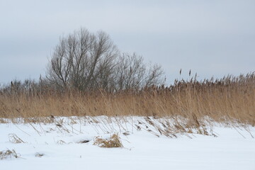 Gray gloomy winter landscape in inclement weather, in the foreground a wall of tall dry reeds and black trees in the back.