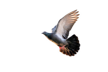 Action Scene of Rock Pigeon Flying in The Air Isolated on Clear Sky