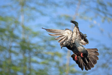 Action Scene of Rock Pigeon Flying in The Air Isolated on Background
