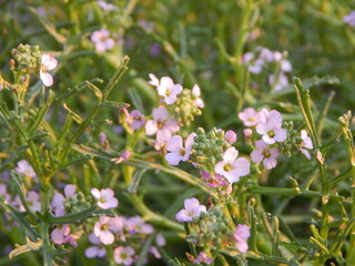 flowers in the field