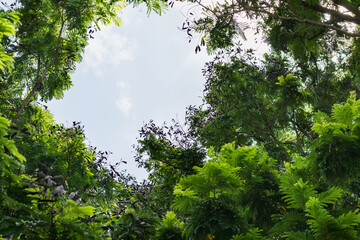 Fototapeta premium Tree in the middle of the forest with blue sky background