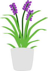 Naklejka na ściany i meble purple flower in a pot