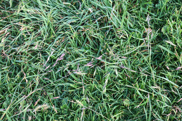 green grass background