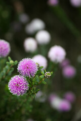 Pretty purple and white round banksia flowers