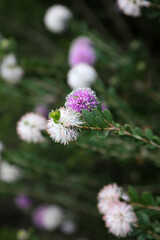 Pretty purple and white round banksia flowers