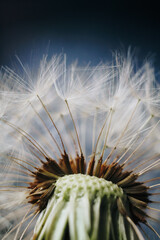 macro photo of white dandelion fluffs