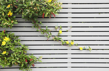 Bright yellow flowers with grey fence in background