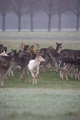 Naklejka na ściany i meble a group of deer a foggy morning