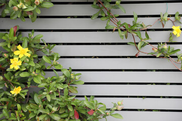 Bright yellow flowers with grey fence in background