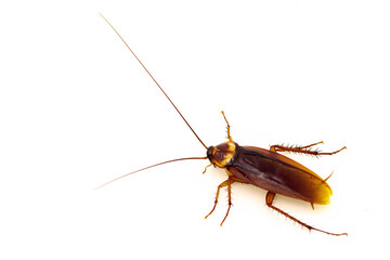 Cockroaches isolated on white background