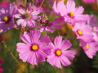 Obraz premium Soft Pink color flower, sulfur Cosmos, Mexican Aster flowers are blooming beautifully springtime in the garden, blurred of nature background