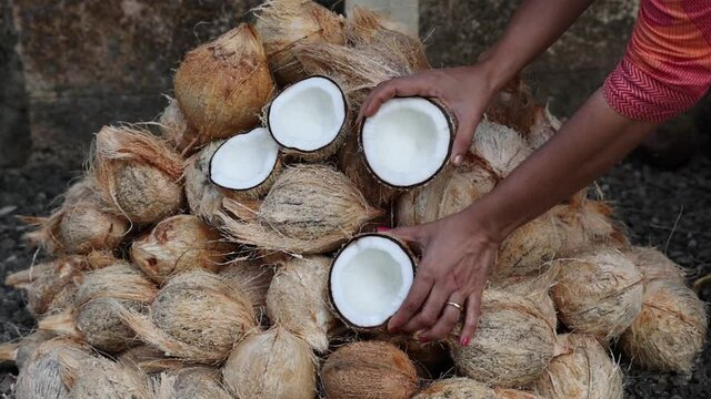 Many fresh raw organic coconut breaking cut open on heap of many coconuts 4K slow motion video , footage in coconut plantation. A lot of fresh tasty coco Kerala India dried in sun make oil from copra.