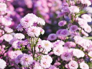 Marguerite soft pink flower blooming in garden blurred of nature background