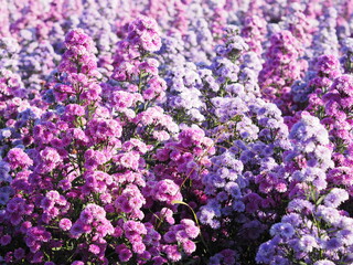 Marguerite soft pink flower blooming in garden blurred of nature background
