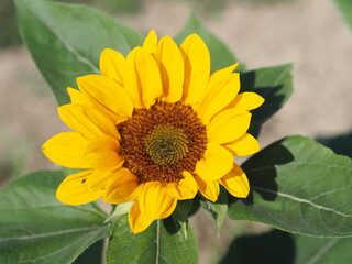 Sunflower plant Small yellow flower blooming in garden blurred of nature background