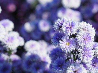 Marguerite violet flower blooming in garden blurred of nature background