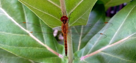 Dragonfly