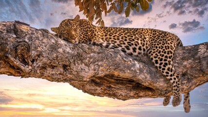 Een luipaard (Panthera pardus) in slaap op een boomtak in Botswana, met de ondergaande zon op de achtergrond. In Savute Reserve, Chobe Nationaal Park.