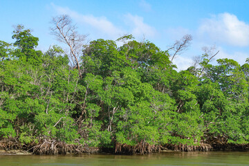 Fototapeta na wymiar Mangrove on Cannel, 運河に自生するマングローブ