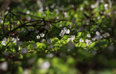 In the forest blooms sour