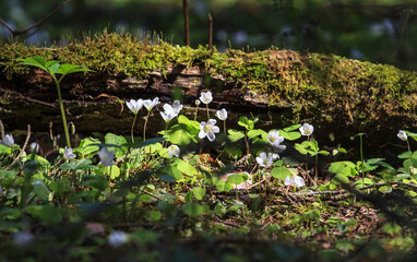 Spring forest. Sour cherry blossoms