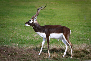 A Blackbuck Next to Grass,  芝生の横に立つブラックバック
