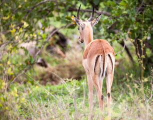 Single young impala ram from behind in the Kruger National Park