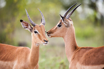 Naklejka na ściany i meble Two young impala rams grooming in the Kruger National Park