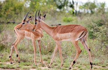 Naklejka na ściany i meble Two young impala rams in the Kruger National Park looking to the left