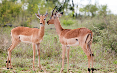 Naklejka na ściany i meble Two young impala rams in the Kruger National Park standing close together